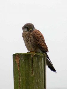 Kestral