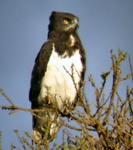 Black-chested snake Eagle