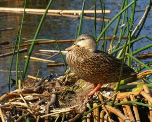 Mottled Duck