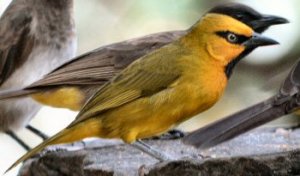 Spectacled Weaver