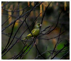 Male Green Finch