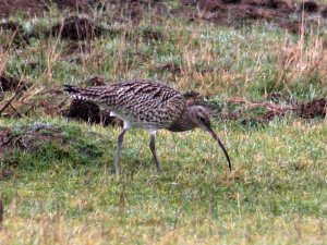 Moist curlew