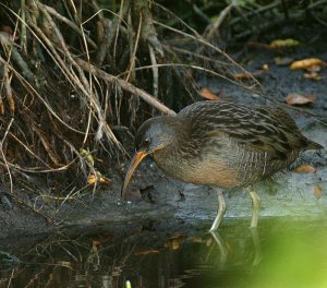 Clapper Rail