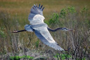 Great Blue Heron in Flight