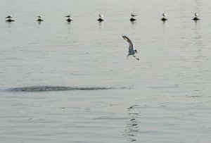 Elegant Tern fishing
