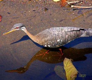 Sun Bittern