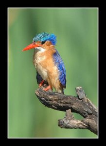 Malachite Kingfisher