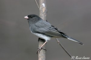 dark-eyed junco