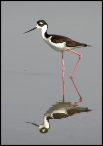 Black Necked Stilt Reflection