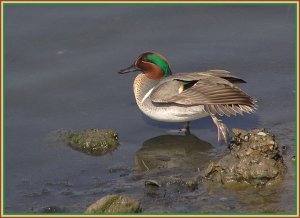 Green-Winged Teal Stretch