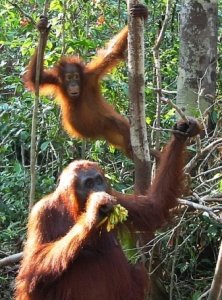 Orang-utans_in_Borneo_Reserve