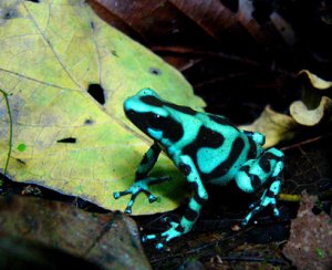 Green and Black Poison Dart Frog