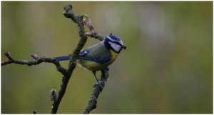 Blue Tit