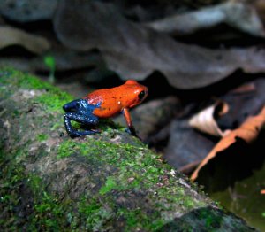 Strawberry Poison Dart Frog