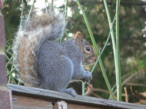 Grey squirrel