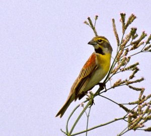 Dickcissel