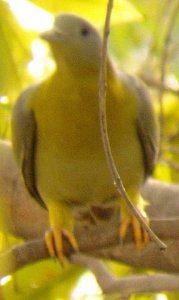Yellow legged Green Pigeon