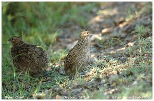 Brown Quail