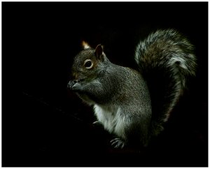 Grey Squirrels