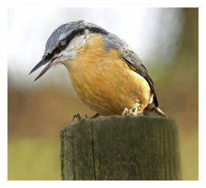 Nuthatch2