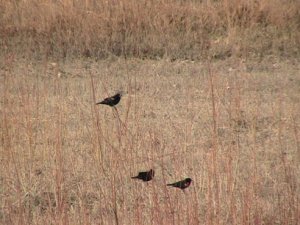 Red Winged Blackbirds sort out territory