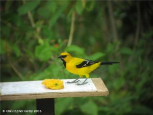 Yellow Oriole