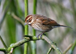 Reed Bunting