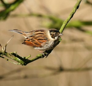 Reed Bunting