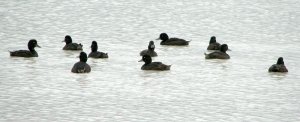 Male Black Teal on Lake