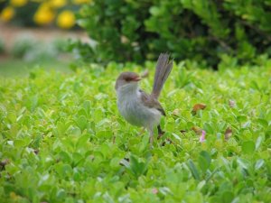 Fairy Wren