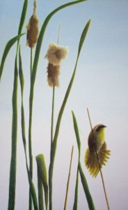 Cattails and Yellowthroat