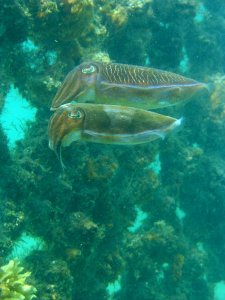 Minerature Cuttlefish