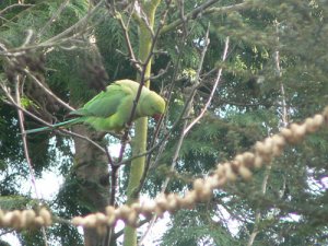 Ring necked Parakeet