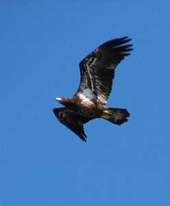 Immature Bald Eagle in flight.