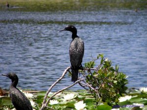 Little Black Cormorant