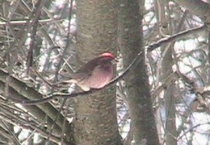 Purple Finch