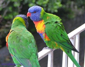 Rainbow Lorikeets