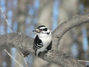 Female Downy Woodpecker