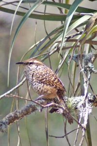 Spotted Wren for database