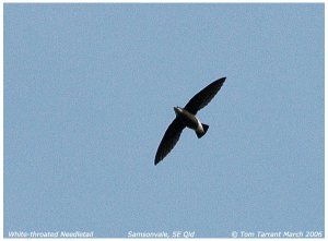 White-throated Needletail