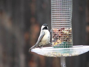 chickadee dilemma