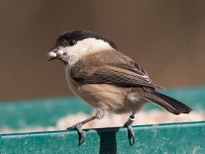 Willow Tit or Marsh Tit?