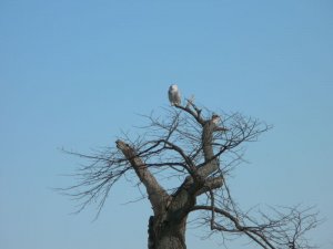 Snowy Owl