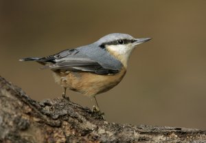 Nuthatch