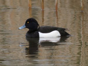 tufted duck (male)