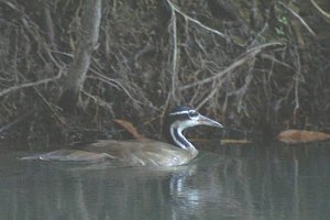 Sungrebe