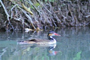 Female Sungrebe