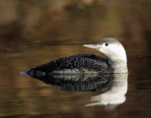 Red Throated Diver (juv)