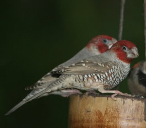 Red-headed Finches (Males)