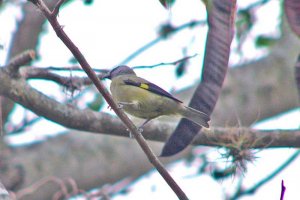 Yellow-Winged Tanager for Database